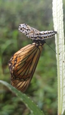 Kozasından çıkan kelebek, doğadaki başkalaşımın güzelliği ve açılıp saçılan hassas kanatlarını gösteriyor..