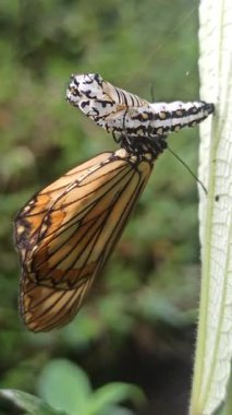 Kozasından çıkan kelebek, doğadaki başkalaşımın güzelliği ve açılıp saçılan hassas kanatlarını gösteriyor..
