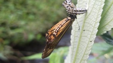 Kozasından çıkan kelebek, doğadaki başkalaşımın güzelliği ve açılıp saçılan hassas kanatlarını gösteriyor..