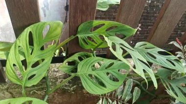 Benzersiz delikli yaprakları olan Monstera Adansonii, egzotik yaprakları ve dekoratif güzelliği ile tanınan popüler bir tropikal bitki..