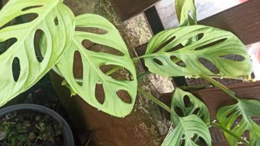Benzersiz delikli yaprakları olan Monstera Adansonii, egzotik yaprakları ve dekoratif güzelliği ile tanınan popüler bir tropikal bitki..