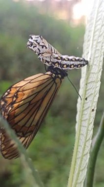 Kozasından çıkan kelebek, doğadaki başkalaşımın güzelliği ve açılıp saçılan hassas kanatlarını gösteriyor..