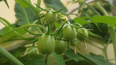Bitkide yetişen taze yeşil domatesler, doğal ve organik, sağlıklı çiftçiliği, sebze bahçesini ve sarmaşıkta olgunlaşmamış domates meyvelerini sembolize ediyor..