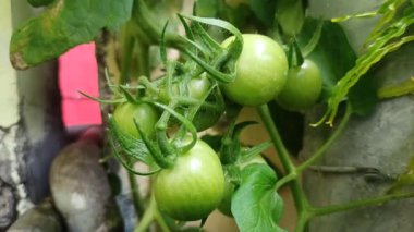 Bitkide yetişen taze yeşil domatesler, doğal ve organik, sağlıklı çiftçiliği, sebze bahçesini ve sarmaşıkta olgunlaşmamış domates meyvelerini sembolize ediyor..