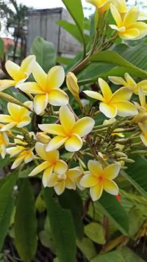 Güzel frangipani (Plumeria) çiçekleri, zarif taç yaprakları ve doğal cazibelerini sergiliyor. Canlı renkler ve yumuşak koku bu tropikal çiçeği güzelliğin, barışın ve egzotik zarafetin sembolü yapıyor..