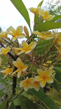 Güzel frangipani (Plumeria) çiçekleri, zarif taç yaprakları ve doğal cazibelerini sergiliyor. Canlı renkler ve yumuşak koku bu tropikal çiçeği güzelliğin, barışın ve egzotik zarafetin sembolü yapıyor..