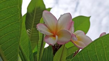 Güzel frangipani (Plumeria) çiçekleri, zarif taç yaprakları ve doğal cazibelerini sergiliyor. Canlı renkler ve yumuşak koku bu tropikal çiçeği güzelliğin, barışın ve egzotik zarafetin sembolü yapıyor..