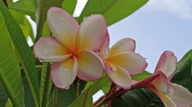 Güzel frangipani (Plumeria) çiçekleri, zarif taç yaprakları ve doğal cazibelerini sergiliyor. Canlı renkler ve yumuşak koku bu tropikal çiçeği güzelliğin, barışın ve egzotik zarafetin sembolü yapıyor..