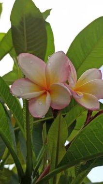 Güzel frangipani (Plumeria) çiçekleri, zarif taç yaprakları ve doğal cazibelerini sergiliyor. Canlı renkler ve yumuşak koku bu tropikal çiçeği güzelliğin, barışın ve egzotik zarafetin sembolü yapıyor..