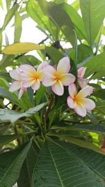 Güzel frangipani (Plumeria) çiçekleri, zarif taç yaprakları ve doğal cazibelerini sergiliyor. Canlı renkler ve yumuşak koku bu tropikal çiçeği güzelliğin, barışın ve egzotik zarafetin sembolü yapıyor..