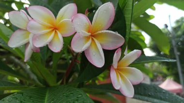 Güzel frangipani (Plumeria) çiçekleri, zarif taç yaprakları ve doğal cazibelerini sergiliyor. Canlı renkler ve yumuşak koku bu tropikal çiçeği güzelliğin, barışın ve egzotik zarafetin sembolü yapıyor..