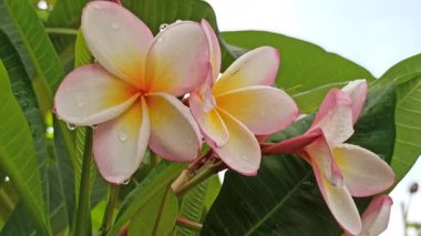 Güzel frangipani (Plumeria) çiçekleri, zarif taç yaprakları ve doğal cazibelerini sergiliyor. Canlı renkler ve yumuşak koku bu tropikal çiçeği güzelliğin, barışın ve egzotik zarafetin sembolü yapıyor..