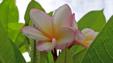 Güzel frangipani (Plumeria) çiçekleri, zarif taç yaprakları ve doğal cazibelerini sergiliyor. Canlı renkler ve yumuşak koku bu tropikal çiçeği güzelliğin, barışın ve egzotik zarafetin sembolü yapıyor..