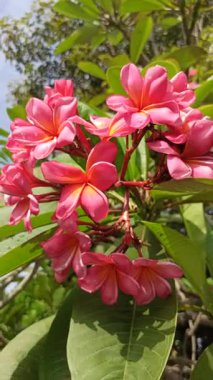 Güzel frangipani (Plumeria) çiçekleri, zarif taç yaprakları ve doğal cazibelerini sergiliyor. Canlı renkler ve yumuşak koku bu tropikal çiçeği güzelliğin, barışın ve egzotik zarafetin sembolü yapıyor..