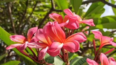 Güzel frangipani (Plumeria) çiçekleri, zarif taç yaprakları ve doğal cazibelerini sergiliyor. Canlı renkler ve yumuşak koku bu tropikal çiçeği güzelliğin, barışın ve egzotik zarafetin sembolü yapıyor..