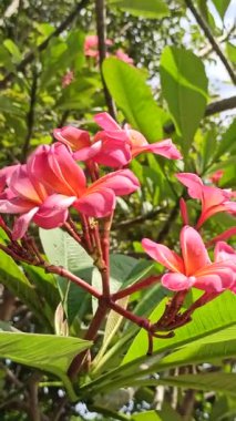Güzel frangipani (Plumeria) çiçekleri, zarif taç yaprakları ve doğal cazibelerini sergiliyor. Canlı renkler ve yumuşak koku bu tropikal çiçeği güzelliğin, barışın ve egzotik zarafetin sembolü yapıyor..