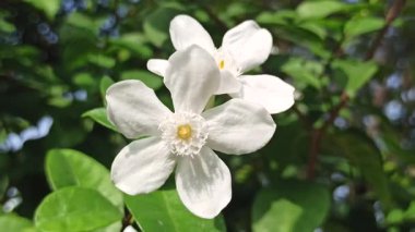 Zarif Wrightia antidisenterica çiçekleri, saf beyaz taç yapraklarını ve narin formlarını sergiliyor. Kar Tanesi veya Samanyolu olarak da bilinen bu tropikal süs bitkisi, bahçelerdeki ve manzaralardaki saflığı, sadeliği ve doğal güzelliği simgeler.