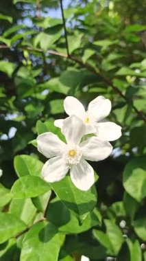 Zarif Wrightia antidisenterica çiçekleri, saf beyaz taç yapraklarını ve narin formlarını sergiliyor. Kar Tanesi veya Samanyolu olarak da bilinen bu tropikal süs bitkisi, bahçelerdeki ve manzaralardaki saflığı, sadeliği ve doğal güzelliği simgeler.