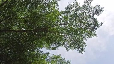 Geceleri sıcacık parlayan güzel bir bahçe lambası yolu aydınlatıyor ve parkta huzurlu ve zarif bir atmosfer yaratıyor..