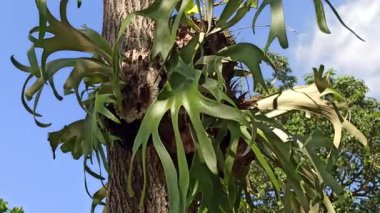 Staghorn eğreltiotu (Platycerium) eşsiz boynuz şekilli yapraklar, tropik güzelliği, kapalı yeşilliği ve dekoratif yeşilliği sembolize eden süslemeli epifiz bitkisi.