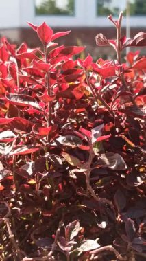 Iresine bitkisel yapraklarına yakın çekim, canlı kırmızı ve pembe damarlar, tropikal güzelliği sembolize eden, süslemeli yapraklar, ve egzotik bahçe bitkileri.