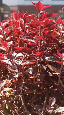 Iresine bitkisel yapraklarına yakın çekim, canlı kırmızı ve pembe damarlar, tropikal güzelliği sembolize eden, süslemeli yapraklar, ve egzotik bahçe bitkileri.