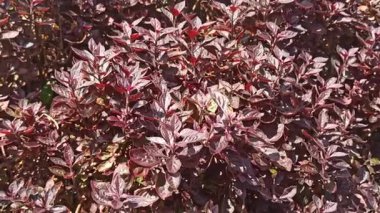 Iresine bitkisel yapraklarına yakın çekim, canlı kırmızı ve pembe damarlar, tropikal güzelliği sembolize eden, süslemeli yapraklar, ve egzotik bahçe bitkileri.