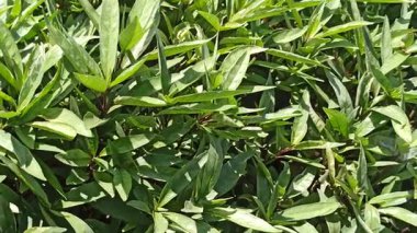 Taze Justicia jandarması canlı yeşil yapraklar, süs ve tıbbi amaçlar için kullanılır, tropikal yapraklar ve doğal güzellikler sergilenir..