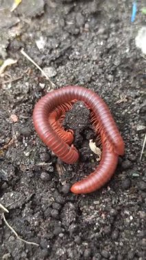 Doğal ortamda çiftleşen iki kırkayak segmentli vücutlarının detaylı görüntülerini ve vahşi doğada benzersiz üreme davranışlarını gösteriyor..