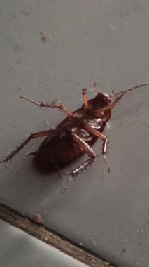 Yerde, detaylı vücut yapısını, uzun antenini ve doğal parlak dokusunu gösteren bir hamamböceği var. Görüntü, şehir vahşi yaşamını, ev hayvanlarını ve insan ortamındaki böceklerin dayanıklılığını yansıtıyor..