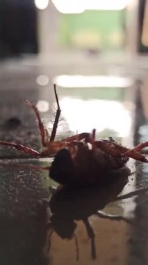 Yerde, detaylı vücut yapısını, uzun antenini ve doğal parlak dokusunu gösteren bir hamamböceği var. Görüntü, şehir vahşi yaşamını, ev hayvanlarını ve insan ortamındaki böceklerin dayanıklılığını yansıtıyor..