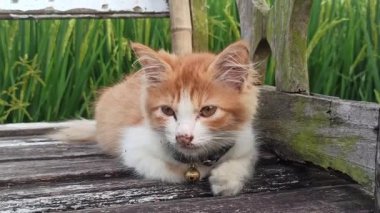 Yumuşak kürkünü ve neşeli cazibesini gösteren sevimli bir kedi yavrusu. Genç kedi masumiyeti, sıcaklığı ve yavru hayvanların doğal sevimliliğini temsil eder. Evcil hayvan ve arkadaşlık temaları için mükemmeldir..