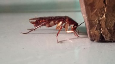 Yerde, detaylı vücut yapısını, uzun antenini ve doğal parlak dokusunu gösteren bir hamamböceği var. Görüntü, şehir vahşi yaşamını, ev hayvanlarını ve insan ortamındaki böceklerin dayanıklılığını yansıtıyor..