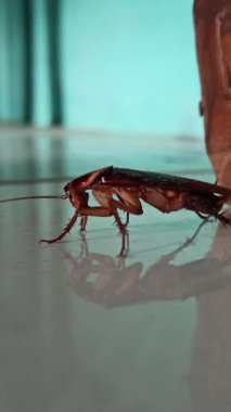 Yerde, detaylı vücut yapısını, uzun antenini ve doğal parlak dokusunu gösteren bir hamamböceği var. Görüntü, şehir vahşi yaşamını, ev hayvanlarını ve insan ortamındaki böceklerin dayanıklılığını yansıtıyor..