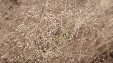 Narin ve havadar dokusuyla kurumuş Gül Muhly otları doğada yumuşak bir altın-kahverengi görünüm yaratıyor. Çimenlerin ince yapısı mevsimsel değişimi, doğal güzelliği ve bitkinin cazibesini gösteriyor. Kurumuş olmasına rağmen..