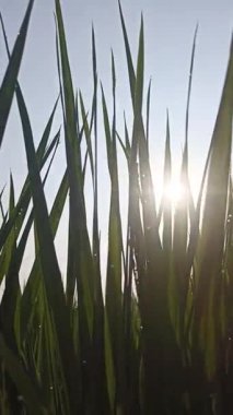 Sabah güneşi pirinç bitkilerinin arkasında parlıyor, altın ışınlar ve ışıl ışıl çiy yaratıyor, tazeliği, umudu ve kırsal doğanın güzelliğini sembolize ediyor..