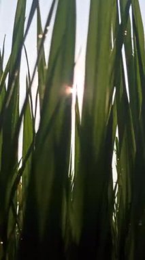 Sabah güneşi pirinç bitkilerinin arkasında parlıyor, altın ışınlar ve ışıl ışıl çiy yaratıyor, tazeliği, umudu ve kırsal doğanın güzelliğini sembolize ediyor..