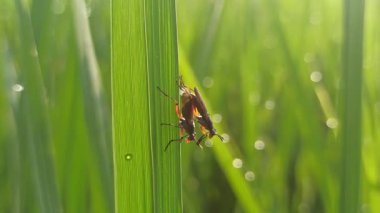 Pirinç bitkisi üzerinde çiftleşen küçük karıncalar, doğada eşi benzeri olmayan böcek davranışları göstererek, biyolojik çeşitliliği, yaşam döngüsünü ve tarımsal ekosistemi sembolize ederler..