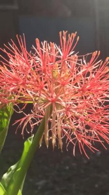 Parlak kırmızı küresel çiçekli Scadoxus çiçeğinin yakın çekimi, egzotik tropikal güzellikleri, eşsiz taç yaprakları ve çarpıcı zarafeti sergiliyor..