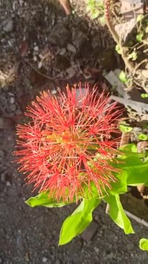 Parlak kırmızı küresel çiçekli Scadoxus çiçeğinin yakın çekimi, egzotik tropikal güzellikleri, eşsiz taç yaprakları ve çarpıcı zarafeti sergiliyor..