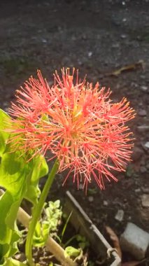 Parlak kırmızı küresel çiçekli Scadoxus çiçeğinin yakın çekimi, egzotik tropikal güzellikleri, eşsiz taç yaprakları ve çarpıcı zarafeti sergiliyor..