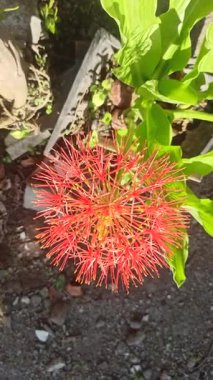 Parlak kırmızı küresel çiçekli Scadoxus çiçeğinin yakın çekimi, egzotik tropikal güzellikleri, eşsiz taç yaprakları ve çarpıcı zarafeti sergiliyor..