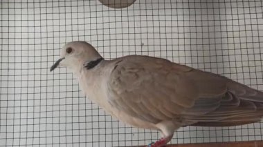 Sakince tünemiş benekli bir güvercine yakın çekim, barışı, geleneksel cazibeyi ve bu sevgili kuş türünün doğal güzelliğini sembolize eder..