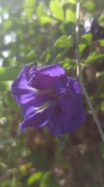 Mavi kelebek çiçeğine yakın çekim, canlı taç yapraklarıyla, tropikal güzelliği, bitkisel bitkiyi ve doğal tazeliği sembolize eder. Genellikle içeceklerde ve geleneksel ilaçlarda kullanılır..