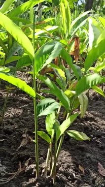 Bahçede yetişen zencefilli bitkiler taze yeşil yapraklar ve sağlıklı sapları doğal bir bitki olarak gösteriyor..