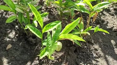 Bahçede yetişen zencefilli bitkiler taze yeşil yapraklar ve sağlıklı sapları doğal bir bitki olarak gösteriyor..
