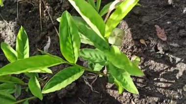 Bahçede yetişen zencefilli bitkiler taze yeşil yapraklar ve sağlıklı sapları doğal bir bitki olarak gösteriyor..