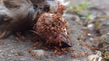Yerdeki ölü bir serçenin üzerine üşüşen bir grup kırmızı karınca yaşamın doğal döngüsünü, çürümeyi ve ekosistemdeki böceklerin rolünü resmediyor. Doğadaki vahşi yaşam davranışının ham ama güçlü bir tasviri..