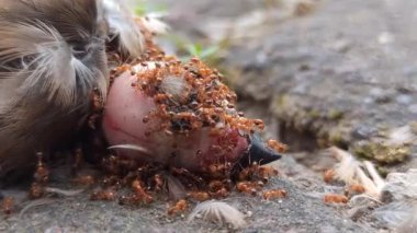 Yerdeki ölü bir serçenin üzerine üşüşen bir grup kırmızı karınca yaşamın doğal döngüsünü, çürümeyi ve ekosistemdeki böceklerin rolünü resmediyor. Doğadaki vahşi yaşam davranışının ham ama güçlü bir tasviri..