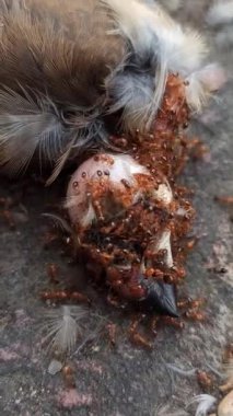 Yerdeki ölü bir serçenin üzerine üşüşen bir grup kırmızı karınca yaşamın doğal döngüsünü, çürümeyi ve ekosistemdeki böceklerin rolünü resmediyor. Doğadaki vahşi yaşam davranışının ham ama güçlü bir tasviri..